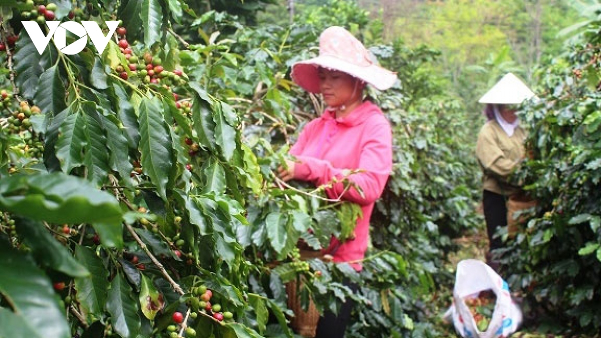Climate change impact on Vietnamese coffee growers highlighted in German newspaper